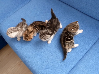 1920 X 1440 835.5 Kb 1920 X 1440 856.0 Kb  .   ( 11.08.13)