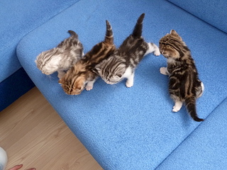 1920 X 1440 297.0 Kb 1920 X 1440 835.5 Kb 1920 X 1440 856.0 Kb  .   ( 11.08.13)