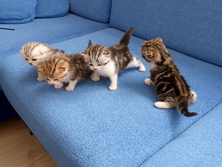 1920 X 1440 820.2 Kb 1920 X 1440 841.5 Kb  .   ( 11.08.13)