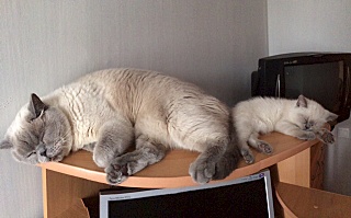 640 X 398 93.9 Kb Питомник'Gem Sweet'.Любимые британские ПЛЮШКИ.Британские котята: белые,черные,голубые