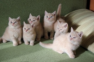 519 X 346 88.3 Kb  <BR> 