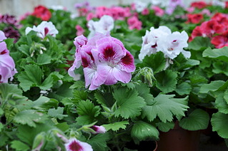 1920 X 1275 473.9 Kb 1920 X 1275 473.6 Kb 1920 X 1275 345.2 Kb 1920 X 1275 483.7 Kb Продам королевскую герань