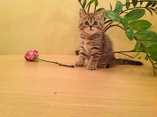 1920 X 1434 682.3 Kb 1920 X 1434 849.8 Kb 1920 X 1434 579.3 Kb   - 