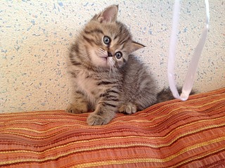 1920 X 1434 829.4 Kb 1920 X 1434 682.3 Kb 1920 X 1434 849.8 Kb 1920 X 1434 579.3 Kb   - 