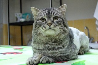 604 X 403 53.7 Kb ул.Союзная кто рядом? приютите кота!