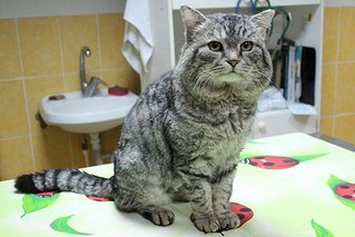 604 X 403 53.0 Kb ул.Союзная кто рядом? приютите кота!