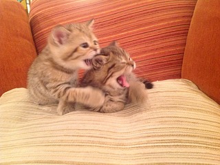 1920 X 1434 776.5 Kb 1920 X 1434 847.3 Kb   - 