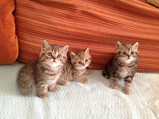 1920 X 1434 803.3 Kb 1920 X 1434 776.5 Kb 1920 X 1434 847.3 Kb   - 