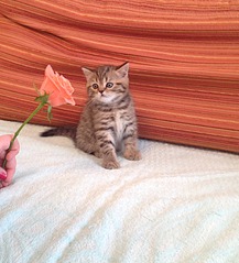 1326 X 1460 727.7 Kb 1920 X 1434 803.3 Kb 1920 X 1434 776.5 Kb 1920 X 1434 847.3 Kb   - 