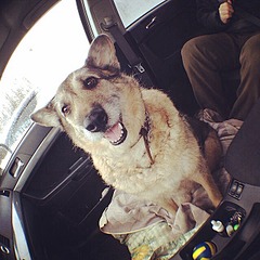 640 X 640 125.3 Kb Подскажите по суставам у собаки