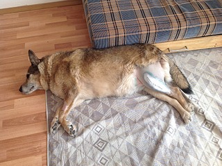 1920 X 1434 1008.6 Kb 640 X 640 125.3 Kb Подскажите по суставам у собаки