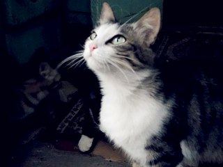 604 X 453 33.3 Kb Выкинули беременную кошку - помогите найти