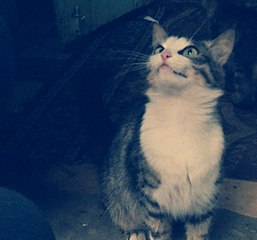 604 X 564  55.9 Kb 604 X 453  33.3 Kb    -  