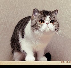 604 X 580 58.4 Kb 640 X 480 44.1 Kb ЭКЗОТИКИ! Любимые мордахи...Милости просим ВСЕХ экзотов и персов показать СЕБЯ!