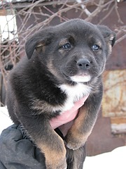 1920 X 2560 869.7 Kb Передержка ПростоКвашкино. ОЧЕНЬ МНОГО брошенных животных. Всегда НУЖНА ПОМОШЬ!