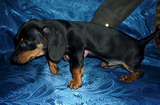 1884 X 1242 997.6 Kb 1480 X 1207 739.7 Kb 1881 X 1151 945.7 Kb 1920 X 1440 434.0 Kb 807 X 536 184.3 Kb 2 