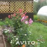 150 x 150 Дача СНТ Буровик