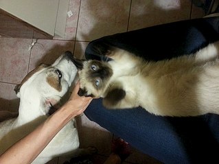 510 X 382  32.9 Kb ! !