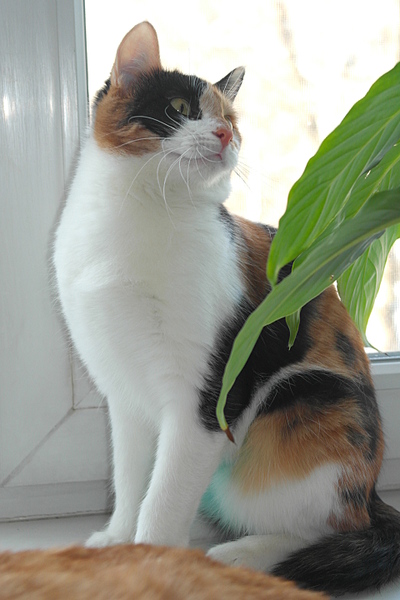 1920 X 2880 226.1 Kb , ,     .