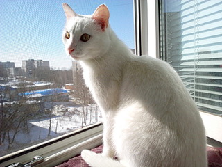 1920 X 1440 776.1 Kb 1920 X 1440 681.9 Kb    /  ( )