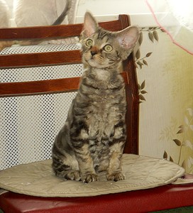 1920 X 2117 962.5 Kb   -