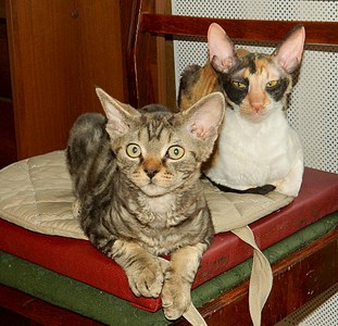 1920 X 1849 950.6 Kb 1574 X 2232 547.3 Kb 1920 X 2117 962.5 Kb   -