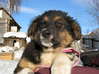 1920 X 1440 637.6 Kb Передержка ПростоКвашкино. ОЧЕНЬ МНОГО брошенных животных. Всегда НУЖНА ПОМОШЬ!