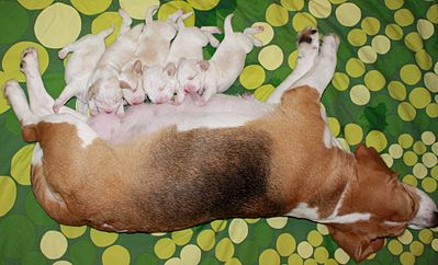 1919 X 1164 289.1 Kb -,  !  'Prime Prade'