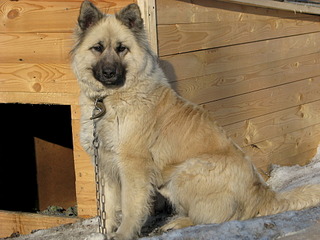 1920 X 1440 611.2 Kb Передержка ПростоКвашкино. ОЧЕНЬ МНОГО брошенных животных. Всегда НУЖНА ПОМОШЬ!