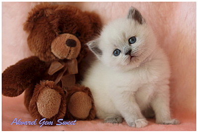 812 X 545 80.7 Kb Питомник'Gem Sweet'.Любимые британские ПЛЮШКИ.Британские котята: белые,черные,голубые