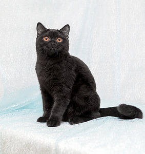 1920 X 2029 814.9 Kb Питомник'Gem Sweet'.Любимые британские ПЛЮШКИ.Британские котята: белые,черные,голубые