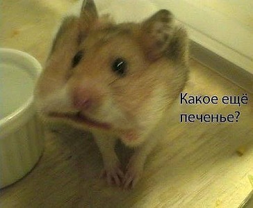 500 X 411 602.1 Kb Питомник шиншилл Из Династии Чин-Чин и девчонки-скотчонки) есть шиншиллята