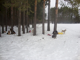 1920 X 1440 206.9 Kb 1920 X 1440 986.6 Kb Собаки поисково-спасательной службы Удмуртии