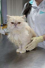 402 X 604 36.1 Kb Кошки в стационаре Ветсервиса. Нужна материальная помощь!
