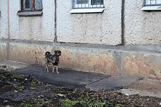 1613 X 1076 649.2 Kb В подвале родила собака. Нужна помощь волонтеров-фото