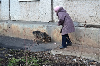 1613 X 1076 756.7 Kb 1613 X 1076 649.2 Kb В подвале родила собака. Нужна помощь волонтеров-фото