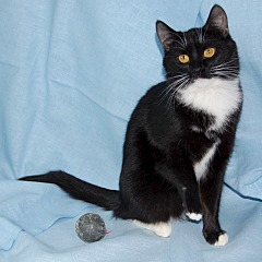 240 x 240 Черно-белая кошечка Стелла