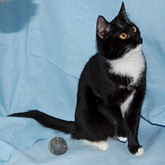 240 x 240 240 x 240 Черно-белая кошечка Стелла