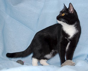 300 x 240 Черно-белая кошечка Стелла