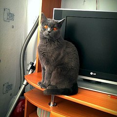 760 X 760 128.9 Kb Опель-клуб
