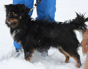 500 X 391 57.3 Kb 296 X 500 39.2 Kb ϸ   