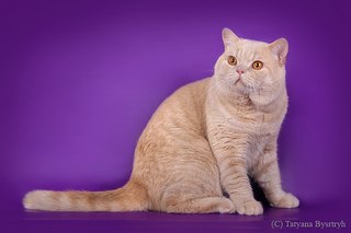 320 x 213 200 X 412 23.9 Kb 611 X 407 50.7 Kb Продаются британские малыши