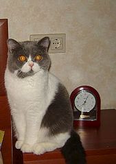 169 x 239 Продаются британские малыши