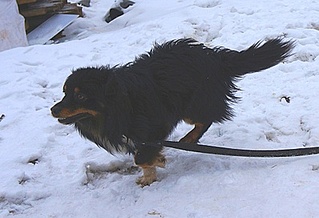 398 X 272 39.0 Kb 495 X 600 80.0 Kb 333 X 500 37.6 Kb ϸ   