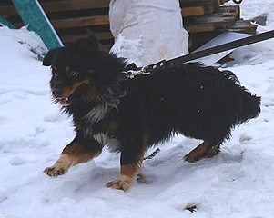 377 X 300 39.7 Kb 398 X 272 39.0 Kb 495 X 600 80.0 Kb 333 X 500 37.6 Kb ϸ   