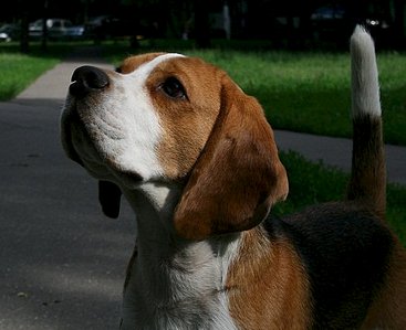 525 X 428 36.0 Kb 493 X 433 57.2 Kb 640 X 411 48.6 Kb -, !  'Prime Prade'