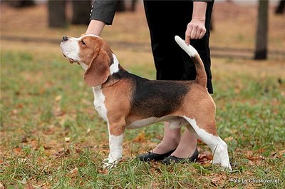 640 X 424 60.5 Kb 525 X 428 36.0 Kb 493 X 433 57.2 Kb 640 X 411 48.6 Kb -, !  'Prime Prade'