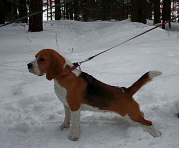 1920 X 1588 211.1 Kb 1897 X 2266 581.9 Kb 400 X 470 53.3 Kb -, !  'Prime Prade'