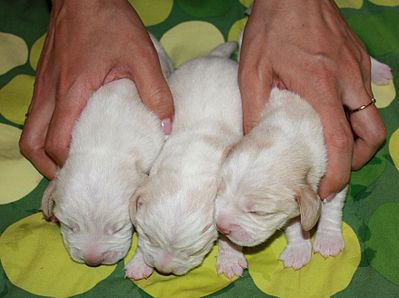 1755 X 1309 263.7 Kb -, !  'Prime Prade'