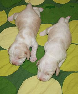 1176 X 1413 149.5 Kb 1237 X 1498 199.6 Kb -, !  'Prime Prade'